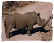 White Rhino, Matopos N.P., Zimbabwe