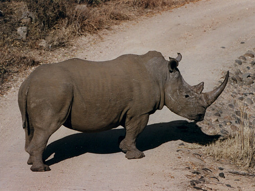 White Rhino, Ceratotherium simum