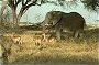 African Elephant with Impala's, Chobe N.P., Botswana