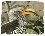 Yellowbilled Hornbill, Tockus flavirostris