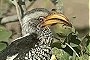 Southern Yellowbilled Hornbill, Tockus leucomelas
