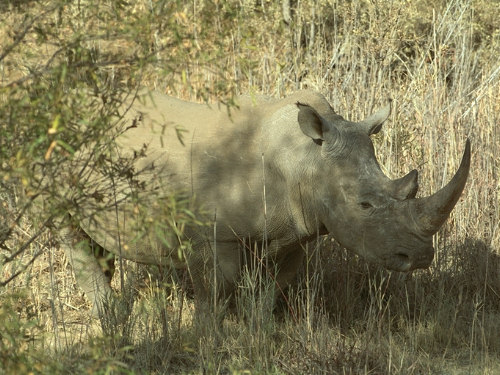 White Rhino, Ceratotherium simum