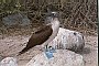 Bluefooted Booby, Sula nebouxii