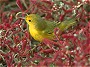 Yellow Warbler, Dendroica petechia