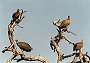 Whitebacked and Hooded Vulture