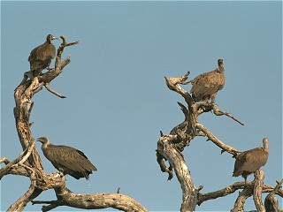 Whitebacked Vulture, Gyps africanus