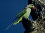 Roseringed Parakeet, Psittacula krameri.