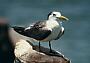Crowned Tern, Sterna bergii