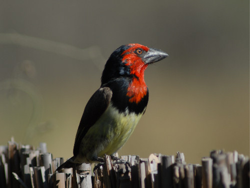 Blackcollarred Barbet