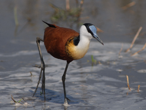 African Jacana, Actophilornis africanus