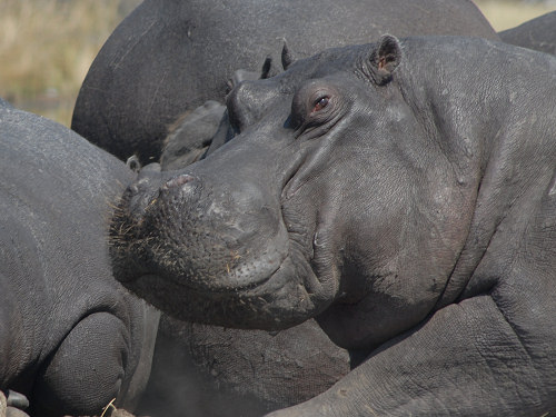 Hippo portrait