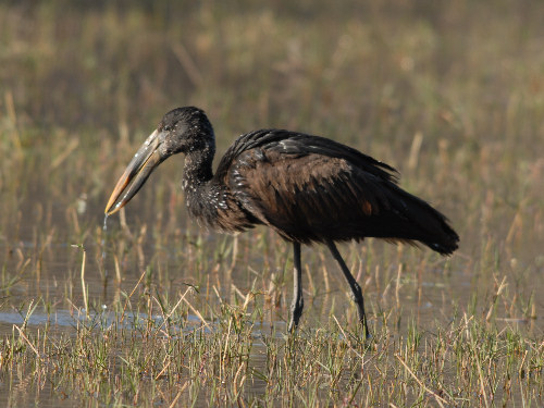Openbilled Stork