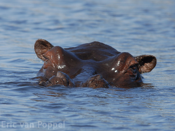 Hippo portrait
