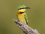 Little Bee-eater, Merops pusillus