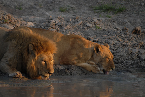 Drinking Lions, Panthera leo
