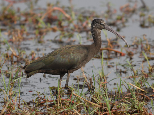 Glossy Ibis, Plegadis falcinellus