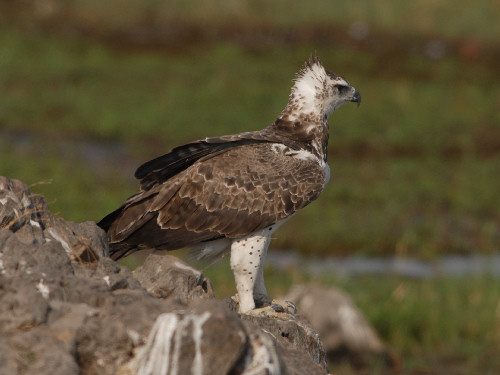 Martial Eagle, Plemaetus bellicosus