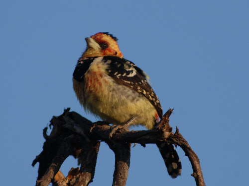 Crested Barbet