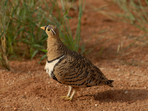 Blackfaced Sandgrouse, Pterocles decoratus