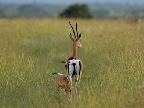 Thomson Gazelle, Gazella thomsoni