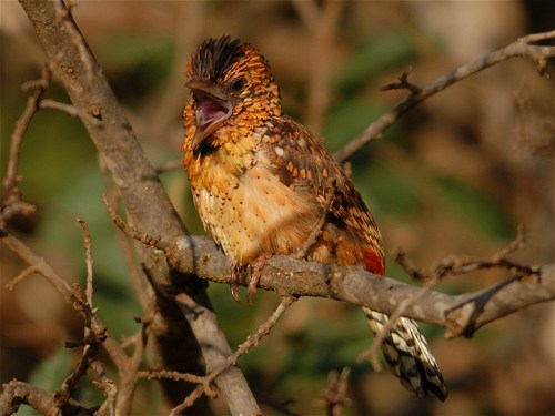 D�rnauds Barbet