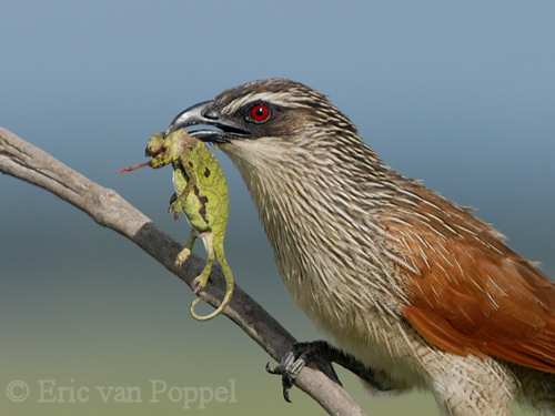 White-browed Coucal