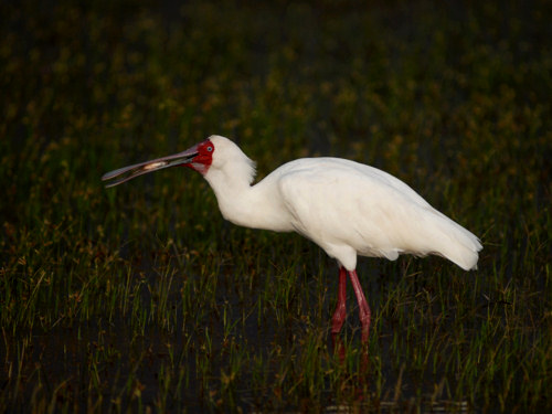 African Spoonbill, Platalea alba