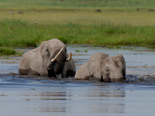 Swimming Elephants