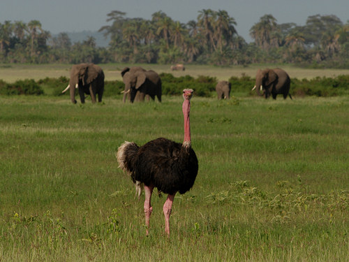 Ostrich, Struthio camelus
