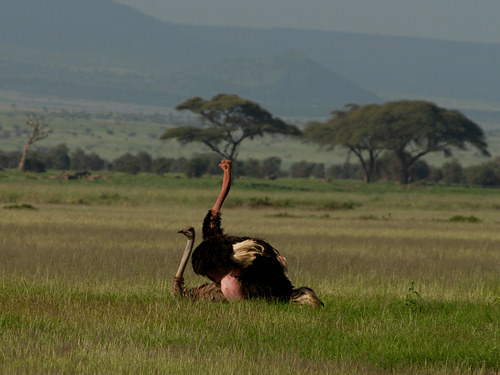 Ostrich, Struthio camelus