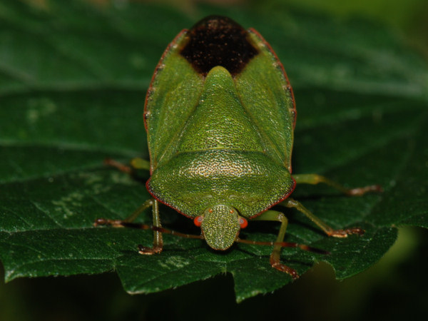 Green shield bug, Palomena prasina