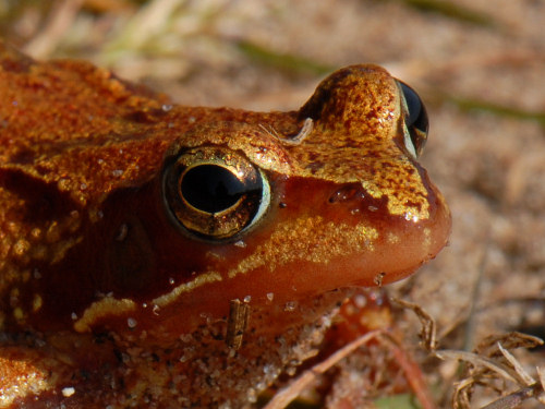 Common frog, Rana temporaria