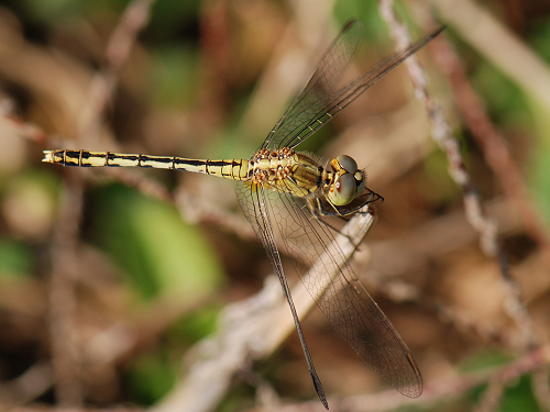 Indian Dragonfly