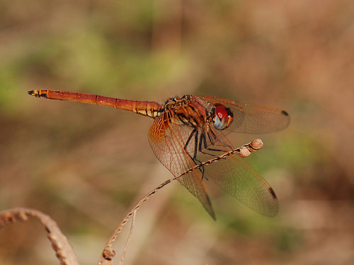 Crimson or Dawn Dropwing