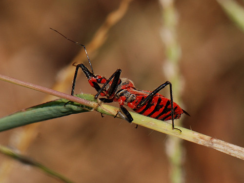 Red Cricket