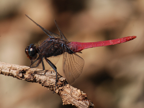 Crimson tailed Marsh Hawk Orthetrum pruinosum