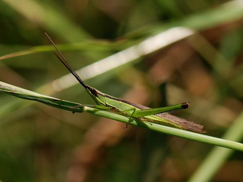 Green Cricket