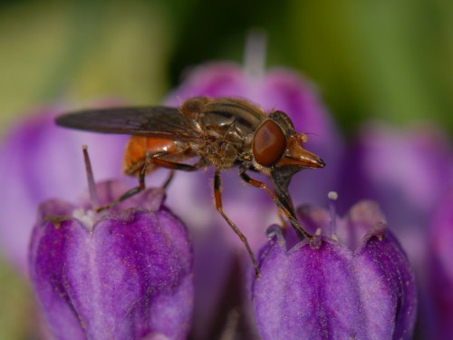 Fly, Rhingia campestris
