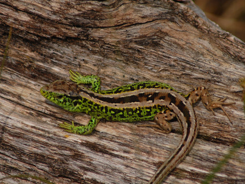 Sand Lizard Lacerta agilis