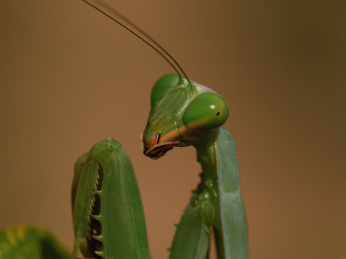 Praying Mantis