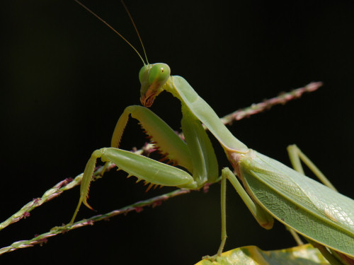 Praying Mantis
