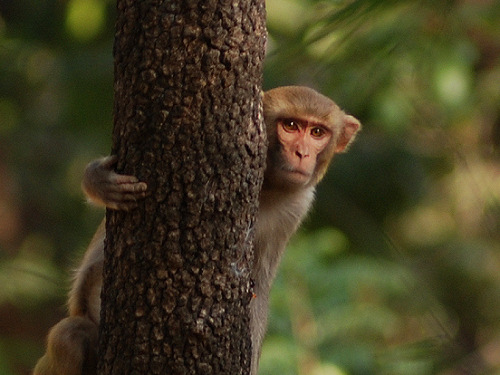Rhesus Macaque, Macaca mulatta