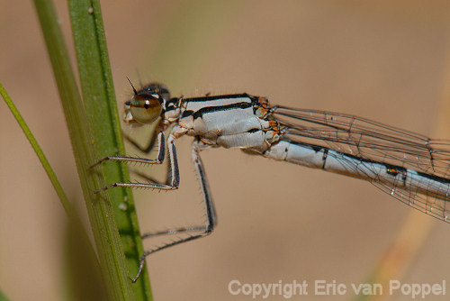 Common Blue Damselfly, Enallagma cyathigerum