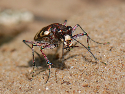 Northern dune tiger beetle, Cicindela hybrida