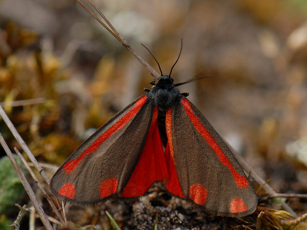 Cinnabar Moth, Tyria jacobaeae