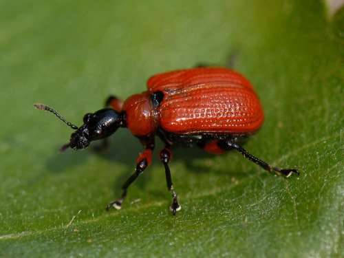 Hazel Leaf-roller Weevil, apoderus coryli