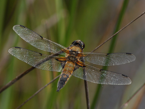 Broad-bodied Chaser, Libellula depressa