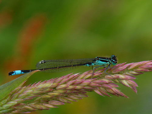 Blue-tailed Damselfly, Ischnura elegans