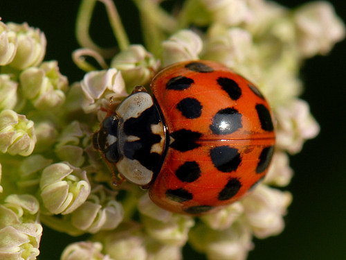 Harlequin Ladybird, Harmonia axyridis