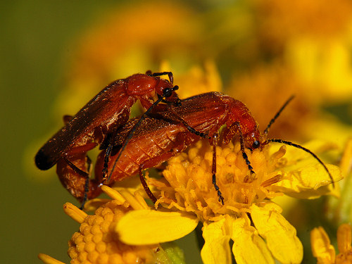 Common red soldier beetle, Rhagonycha fulva